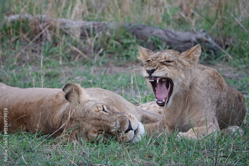 Lion pride resting in the shade, Okavango Delta
