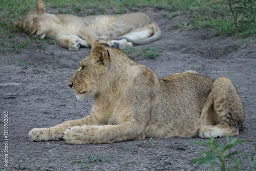 Lion pride resting in the shade, Okavango Delta