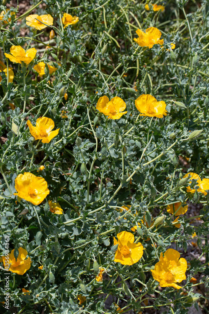 Yellow horned poppy or Glaucium flavum Crantz. Floral background.