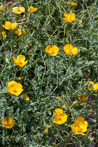 Obraz na płótnie Yellow horned poppy or Glaucium flavum Crantz. Floral background. w salonie