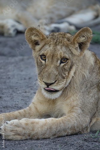 Lion pride resting in the shade, Okavango Delta