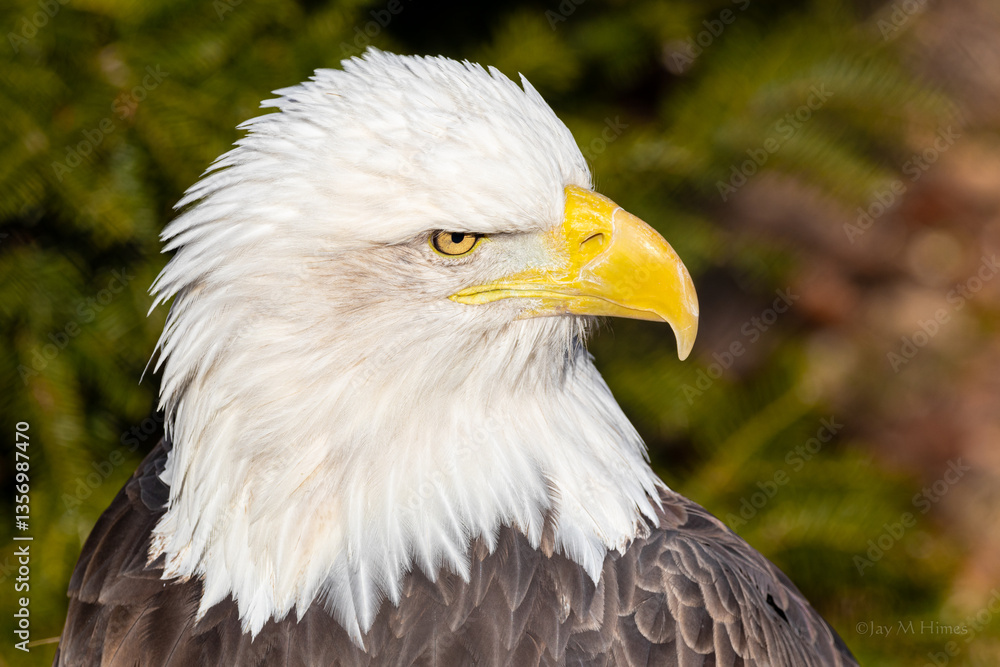 Fototapeta premium A bald eagle with a yellow beak and a yellow eye
