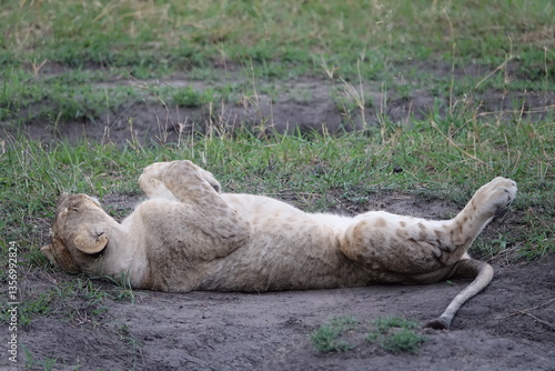 Lion pride resting in the shade, Okavango Delta