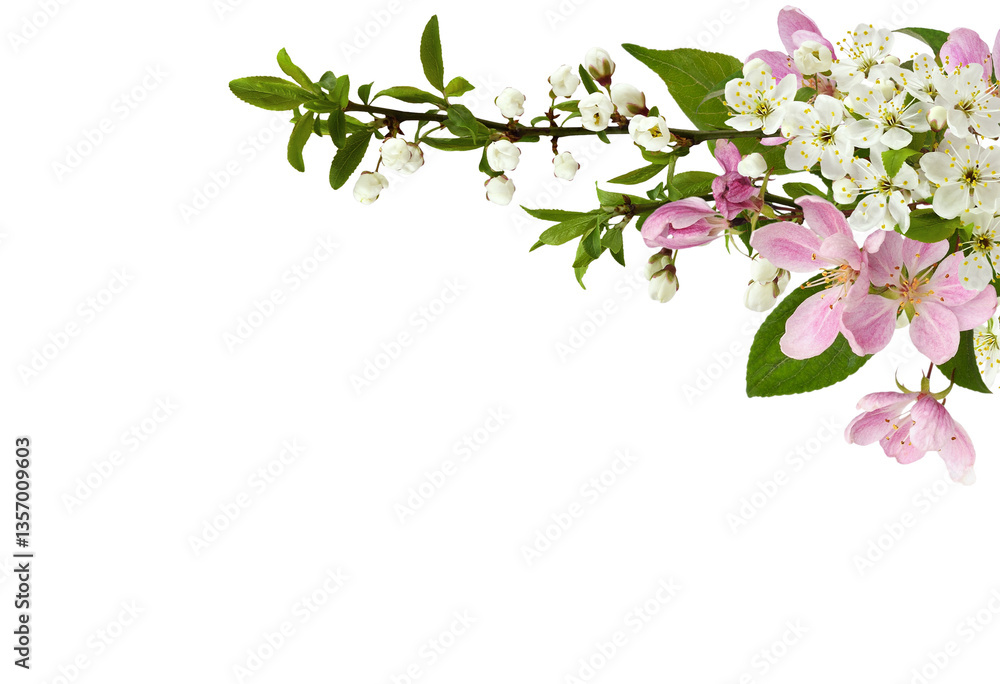 Spring flowers, buds and small green leaves on garden tree twigs in a corner arrangement isolated on white or transparent background Spring flowers, buds and small green leaves on garden tree twigs in a corner arrangement isolated on white or transparent background