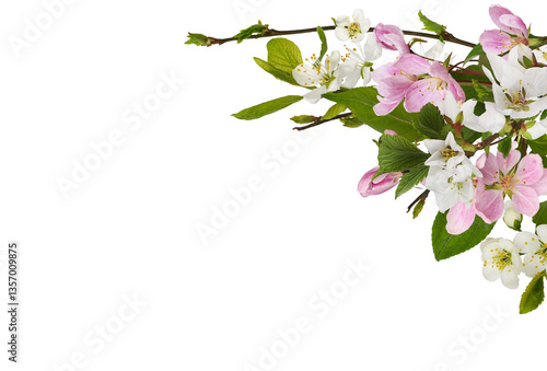 Spring twigs of garden tree...