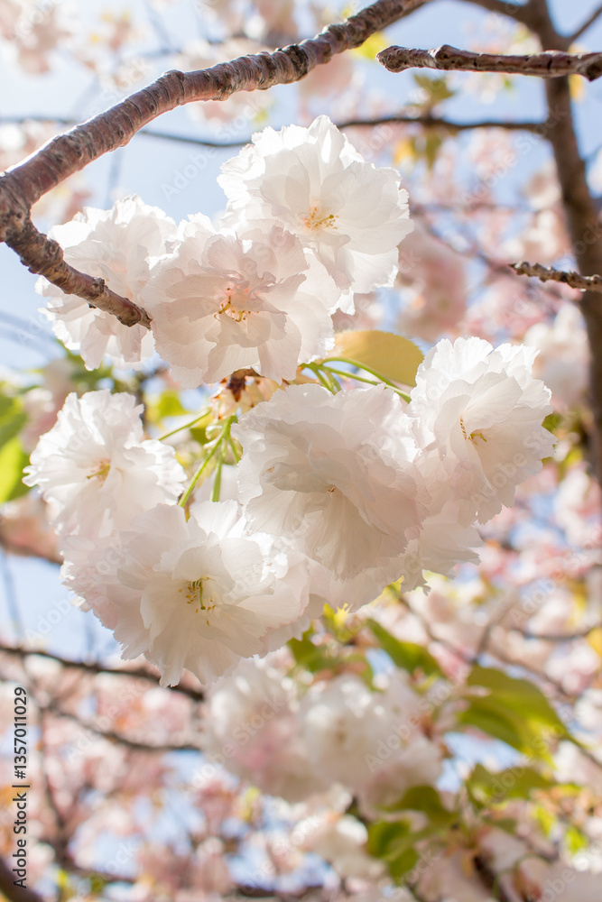 Fototapeta premium 만개한 겹벚꽃