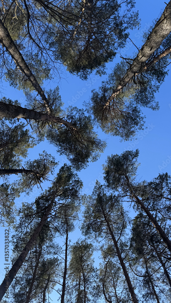 Obraz premium Trees and sky