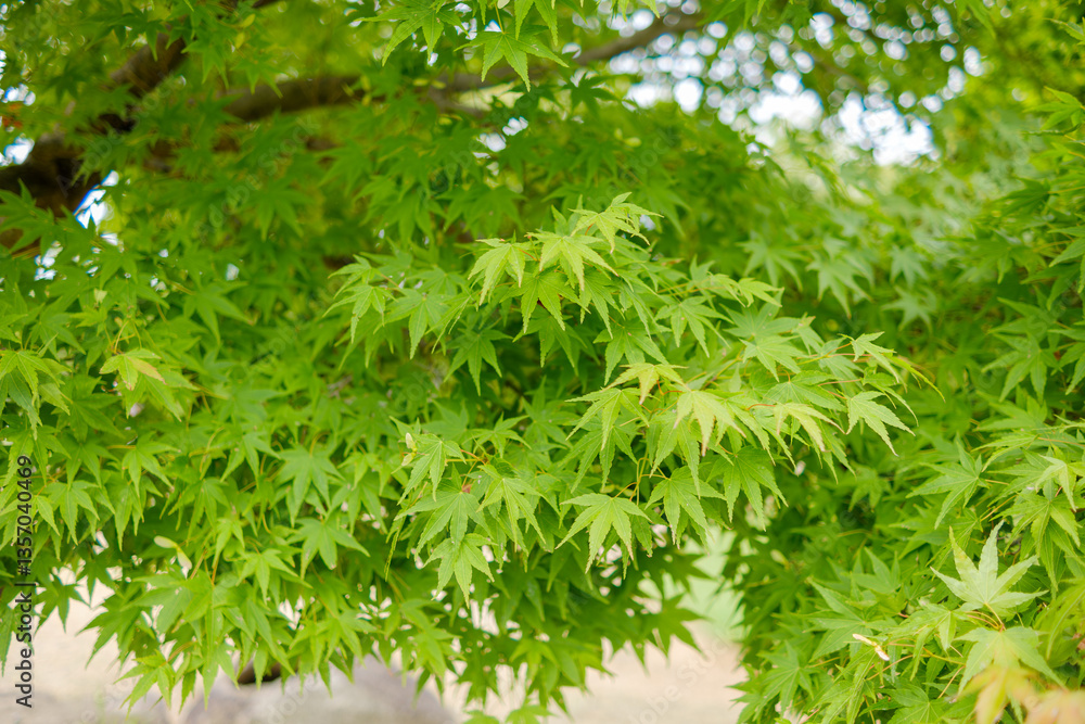 初夏の青もみじ 初夏の青もみじ