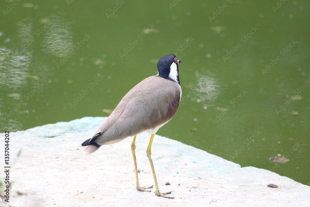 Naklejka premium a bird near a pond
