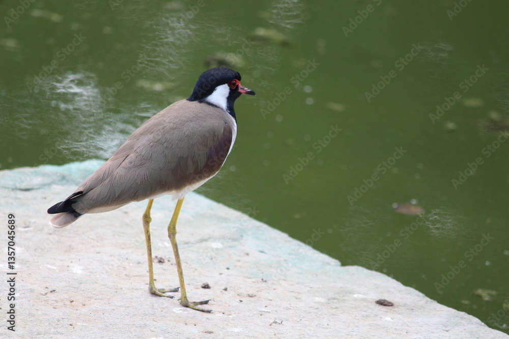 Naklejka premium a bird near a pond