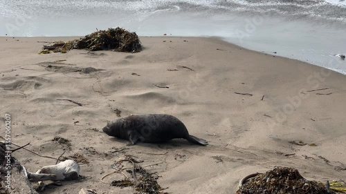 Elephant seals lounging on the beach at Elephant Seal Vista Point in San Simeon, California