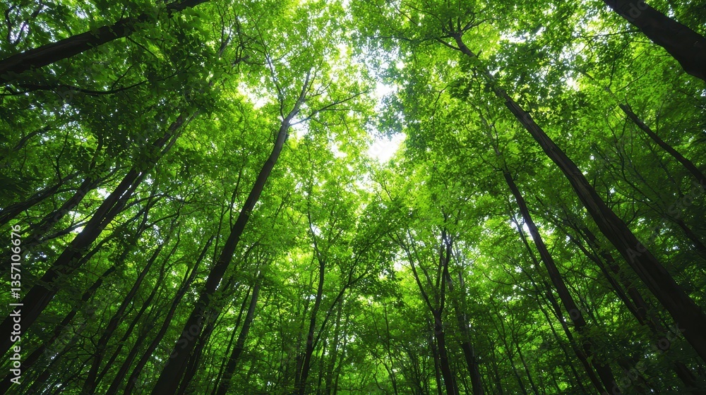 Naklejka premium A lush green canopy of trees viewed from below, with sunlight filtering through the leaves, creating a serene and tranquil atmosphere.
