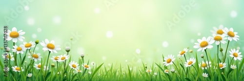 Vector illustration of spring background with white chamomile flowers on green stems, nature, flowers, green