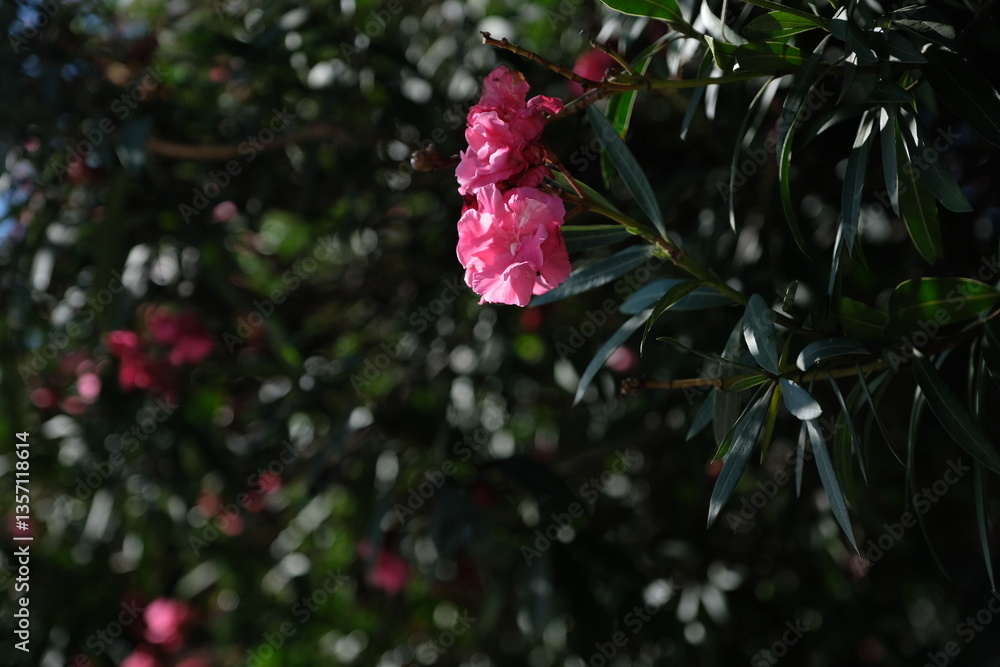 Obraz premium red flower in the garden