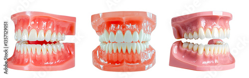 Realistic Dental Models Showcasing Dentures, Teeth, and Oral Health for Educational Purposes