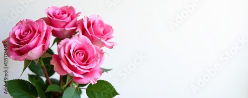 Vibrant pink roses with green leaves on white backdrop, Pink, Roses