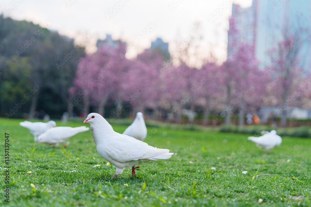 Fototapeta premium Flock of white pigeons on the grass in city park