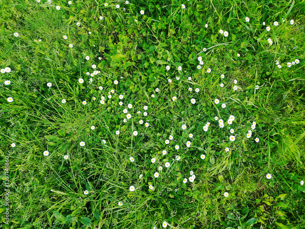 Naklejka premium Overhead view of delicate white daisies scattered amongst lush green grass. A vibrant springtime scene, perfect for illustrating themes of nature, growth, or renewal.