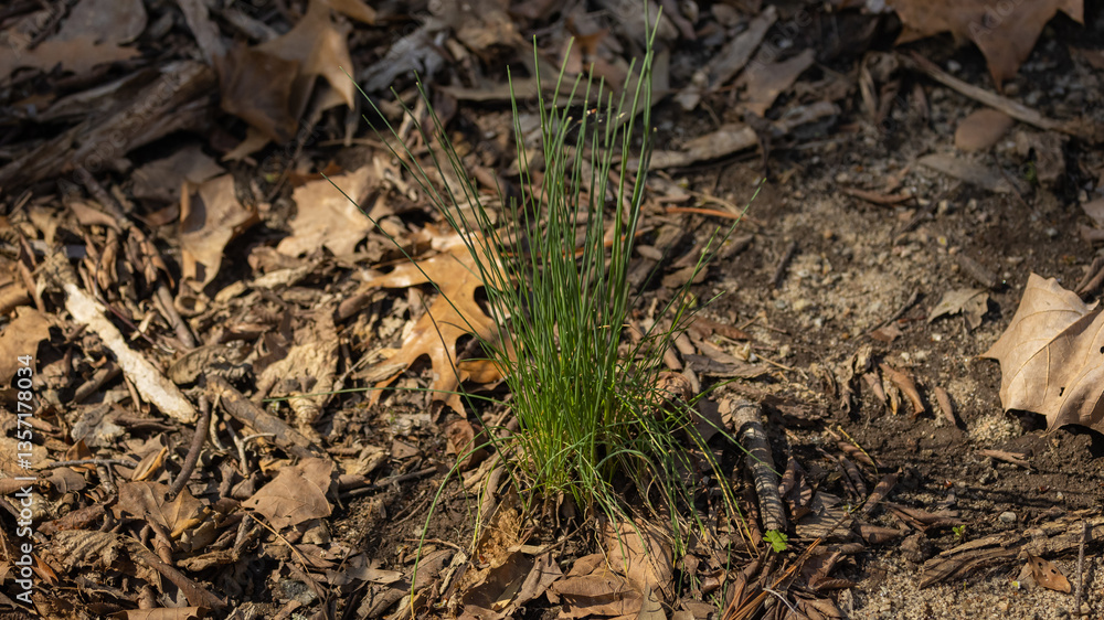 Wild onion on the ground. Wild onion on the ground.