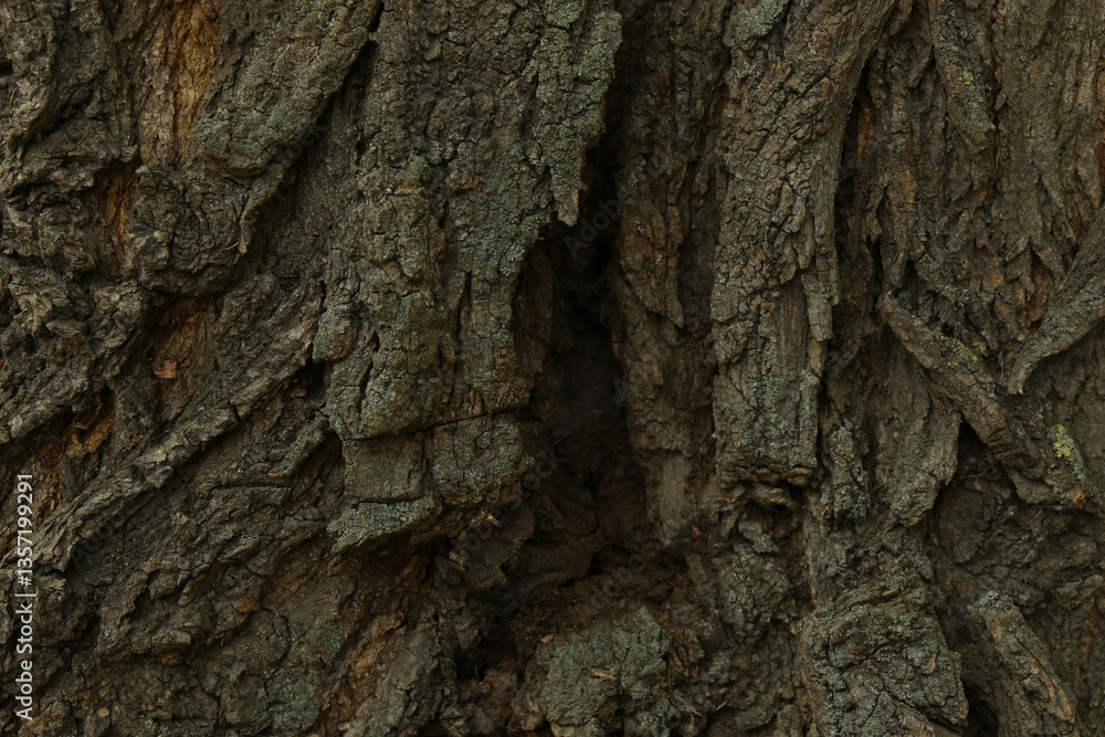 Tree bark background, close up view Tree bark background, close up view