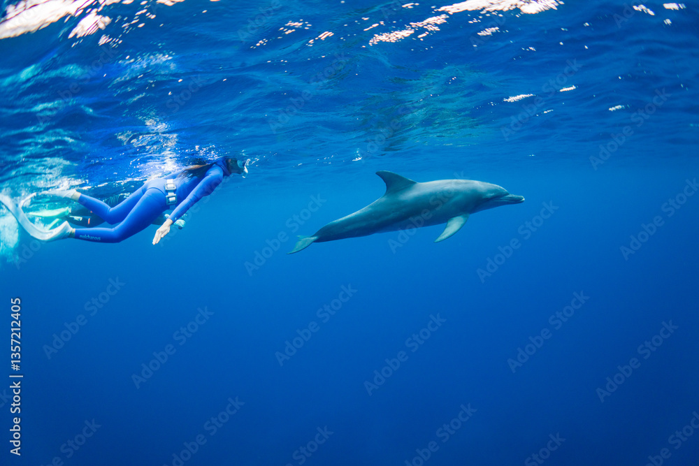 Naklejka premium ドルフィンスイムする女性