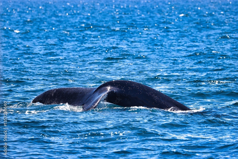 Obraz premium Cabo San Lucas, Mexico