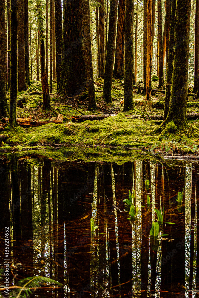 Fototapeta premium reflections in the forest of Olympic National Park