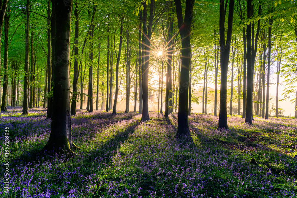 Fototapeta premium Golden sunlight and long shadows in a bluebell forest at sunrise in the British countryside.