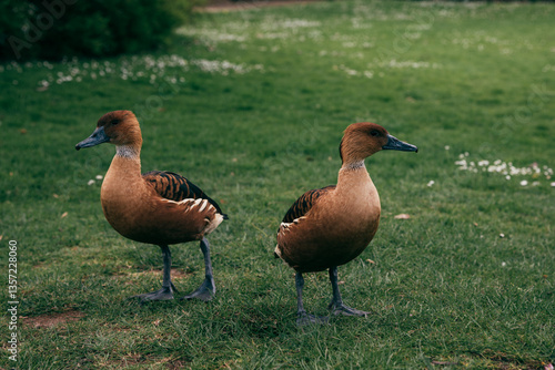 Two Fulvous Whistling Ducks Standing on Grass