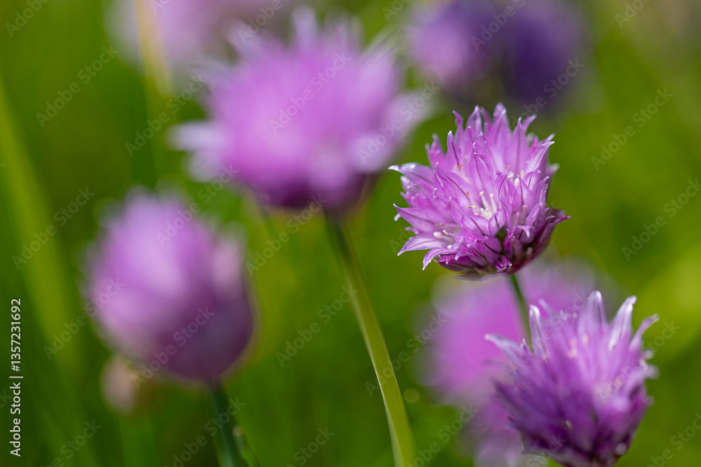 Close-up of chive blossoms (Allium schoenoprasum) Close-up of chive blossoms (Allium schoenoprasum)
