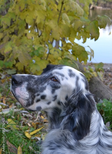 Beautiful English setter with intelligent eyes 