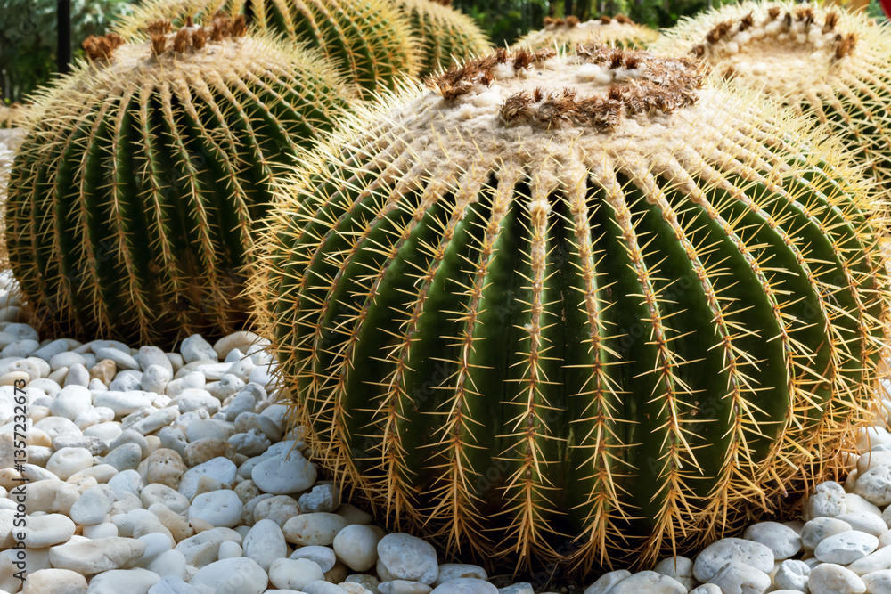 Top part of Golden barrel cactus (Echinocactus grusonii) with spines and thorns. Close up beautiful golden Barrel head cactus. Beautiful globe shaped golden ball cactus with long thorn. Prickly cactus Top part of Golden barrel cactus (Echinocactus grusonii) with spines and thorns. Close up beautiful golden Barrel head cactus. Beautiful globe shaped golden ball cactus with long thorn. Prickly cactus