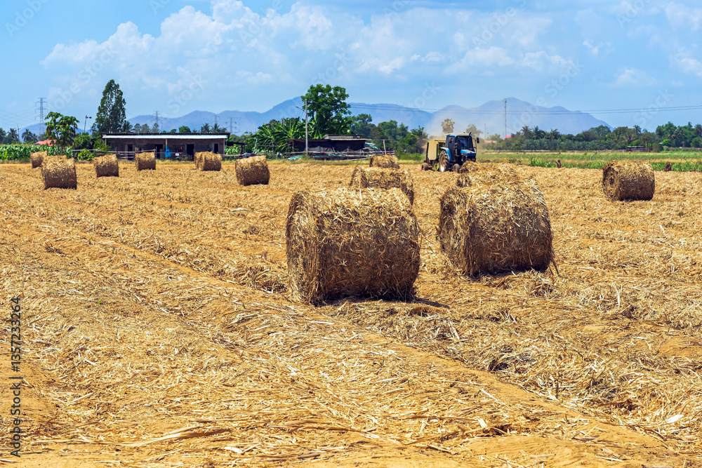 Fototapeta premium View of dried sugarcane leaves rolled into circular motion after harvesting sugar cane. Farmers collect dried sugarcane leaves and roll them in circles. Dry sugarcane leaves roll in sugarcane field.