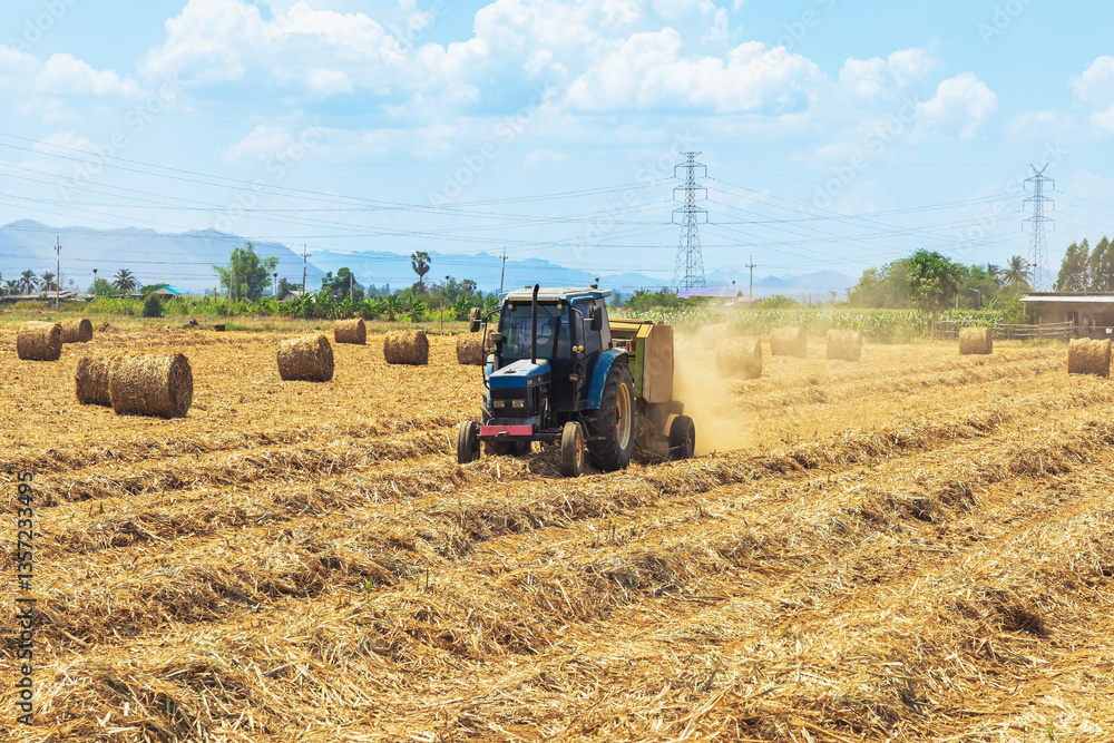 Obraz premium View of dried sugarcane leaves rolled into circular motion after harvesting sugar cane. Farmers collect dried sugarcane leaves and roll them in circles. Dry sugarcane leaves roll in sugarcane field.