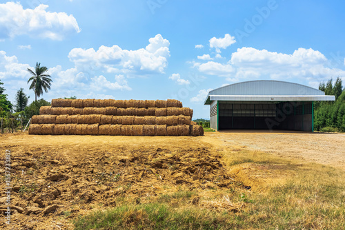 View of dried sugarcane leaves rolled into circular motion after harvesting sugar cane. Farmers collect dried sugarcane leaves and roll them in circles. Dry sugarcane leaves roll in sugarcane field.