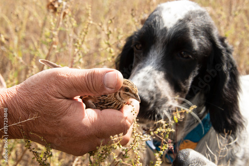 An English Setter puppy meets a quail