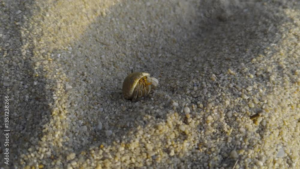 A small hermit crab peeks out from its shell while resting on fine-grained sand. The warm sunlight casts soft shadows, highlighting the texture of the sand and the delicate details of the crab
