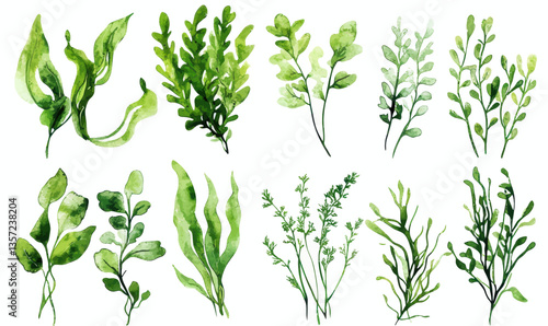 Watercolor Algae and Seaweed Collection: Minimalist Underwater Plant Vector Art