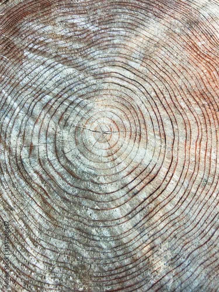 Fototapeta premium 切り株のアップ