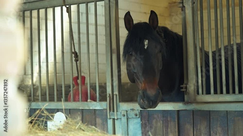 Brown Horse Standing in a Stable Stall