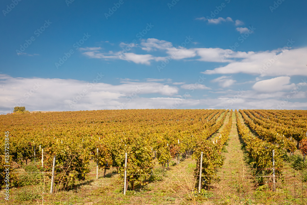 Fototapeta premium Scenic vineyard landscape with rows of grapevines stretching into the distance under a bright blue sky. ideal for wine production and agriculture themes...