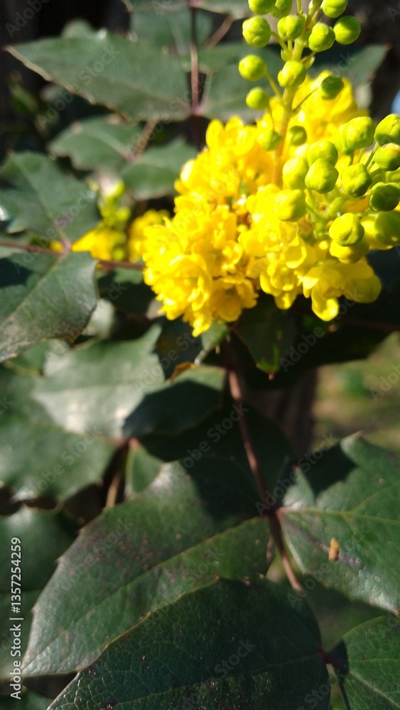 Des fleurs jaunes sur un buisson, ensoleillé Des fleurs jaunes sur un buisson, ensoleillé