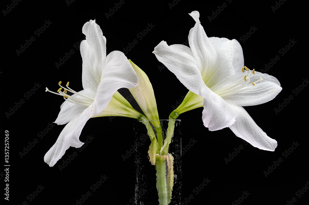 Amaryllisblüte, weiss