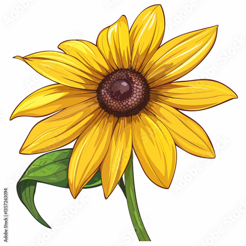 Black eyed susan isolated on white background 