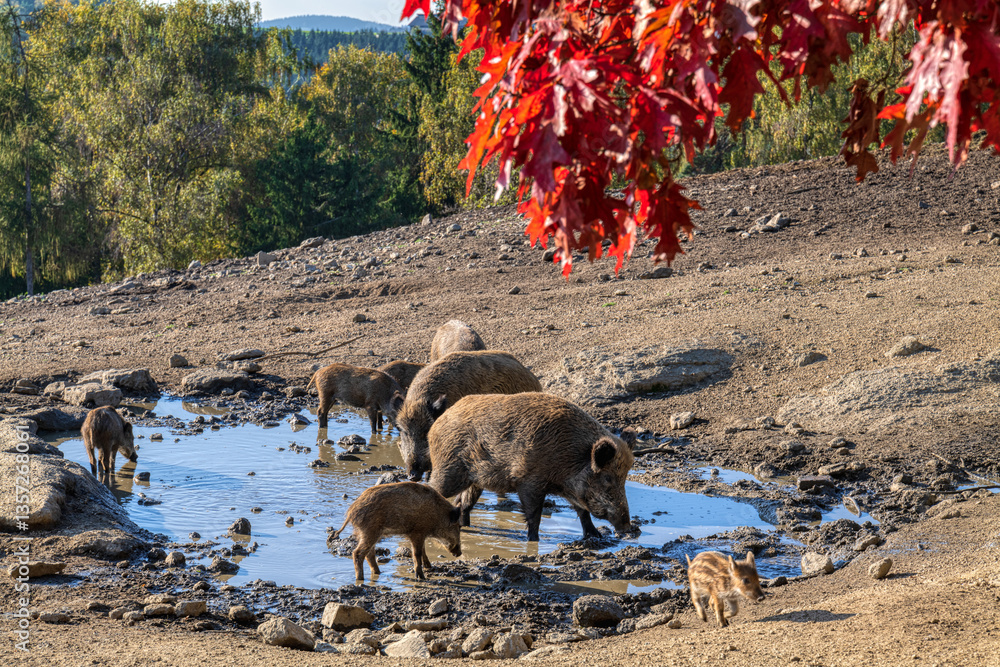 Rotte Wildschweine an Wasserstelle