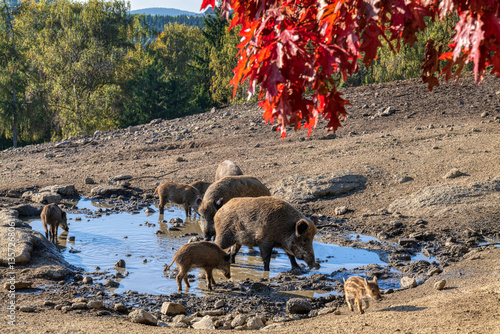 Obraz na płótnie Rotte Wildschweine an Wasserstelle w salonie