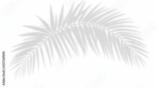 Natural palm leaf shadows isolated on transparent background.
