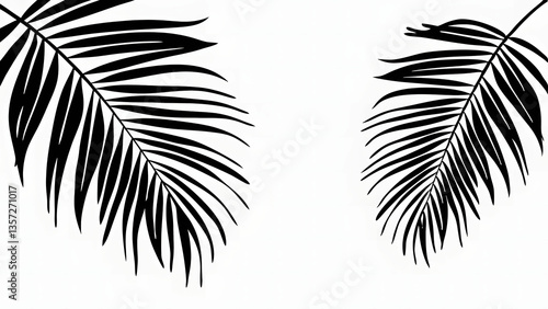 Natural palm leaf shadows isolated on transparent background.