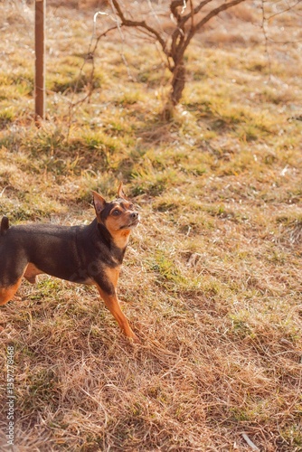 Playful pinscher waiting for a command