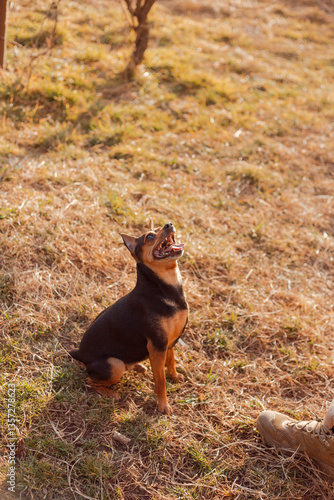 Playful pinscher waiting for a command